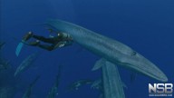 Endless Ocean 2: Adventures of the Deep [Wii]